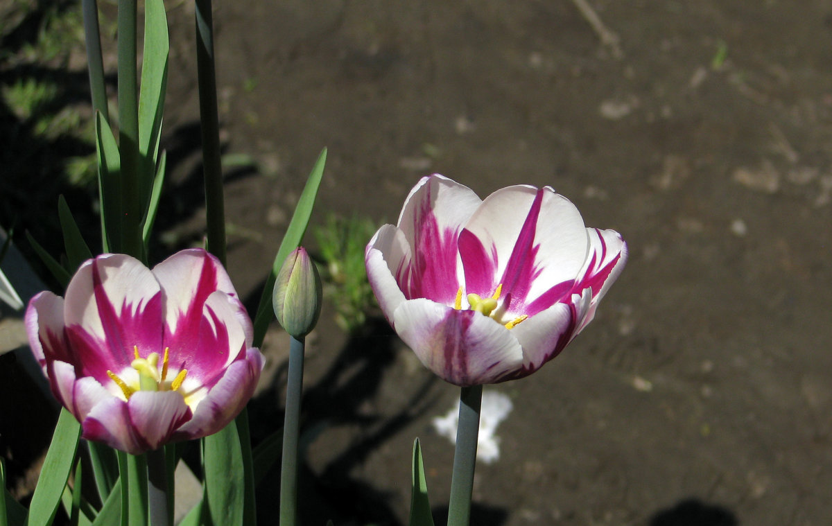 Тюльпаны в Аптекарском огороде - Grey Bishop