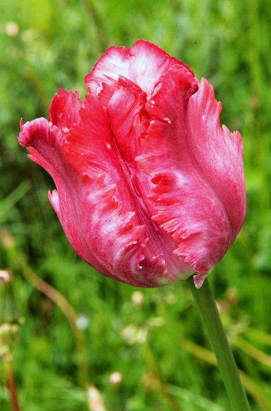 Прекрасный тюльпан - Генрих 