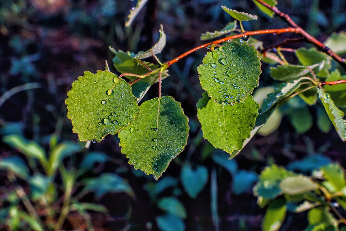 Капли на листьях после дождя - Юрий Стародубцев