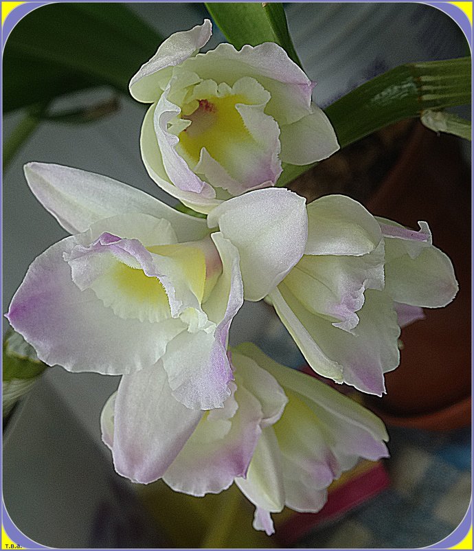 Орхидея - Вера 