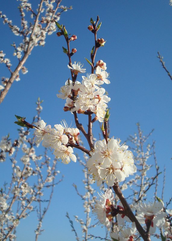 Абрикосовая весна - Стас Борискин (STArSphoto)