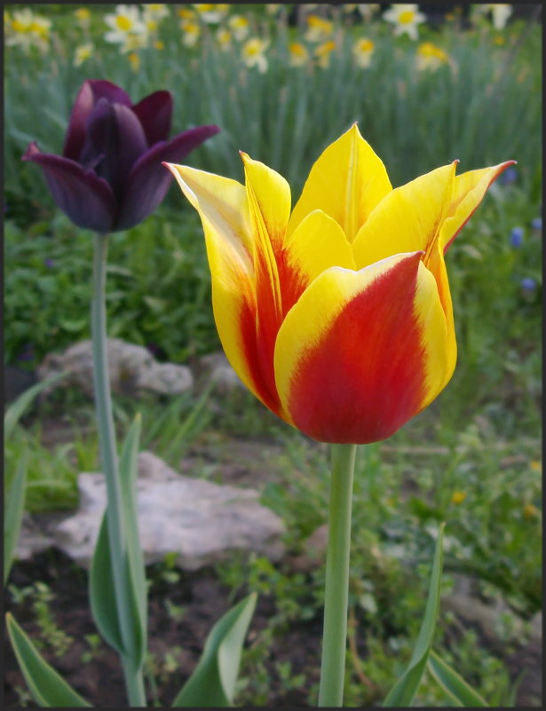 Такие разные тюльпаны - lady v.ekaterina