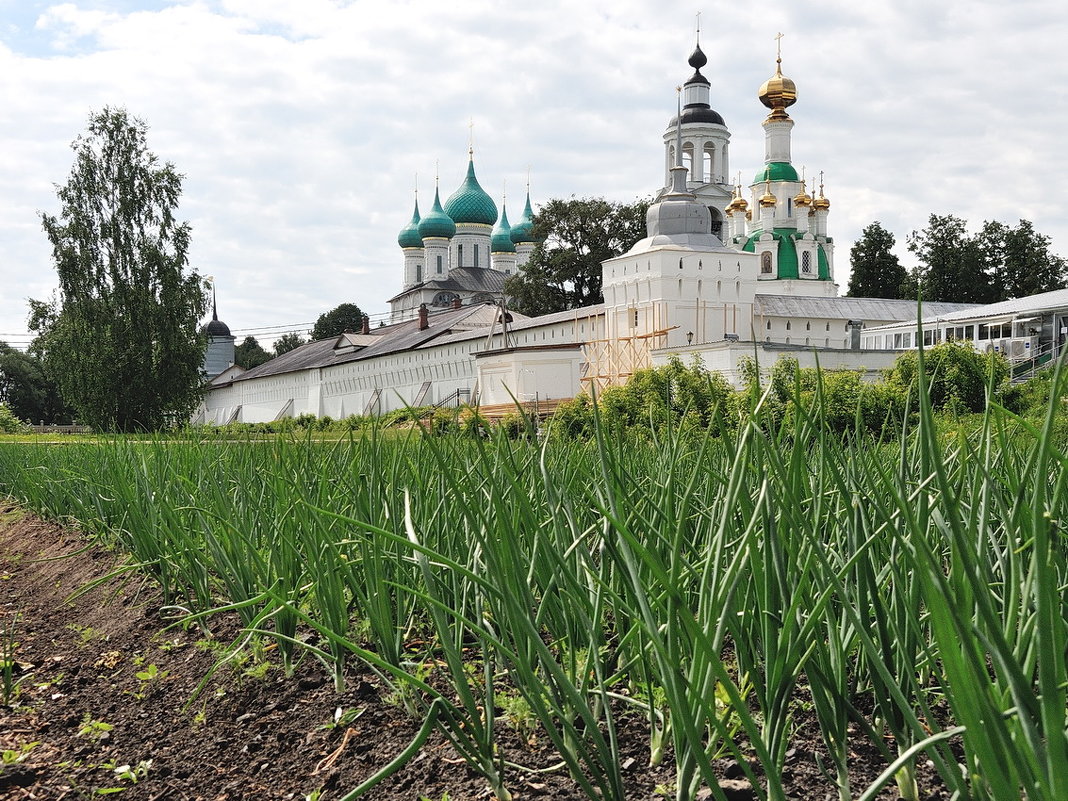 Толгский монастырь, зеленый лучок для монастырской трапезной - Николай Белавин
