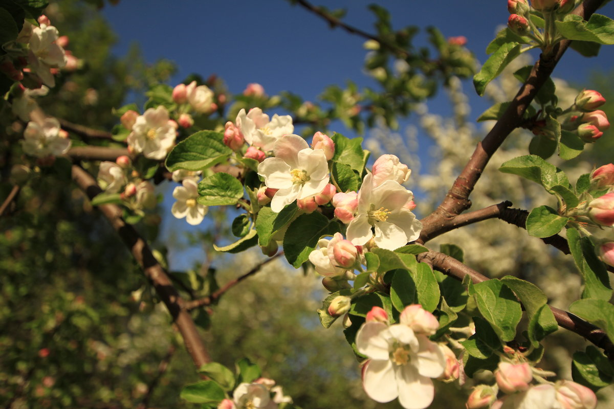 Цвет яблони - Ninell Nikitina