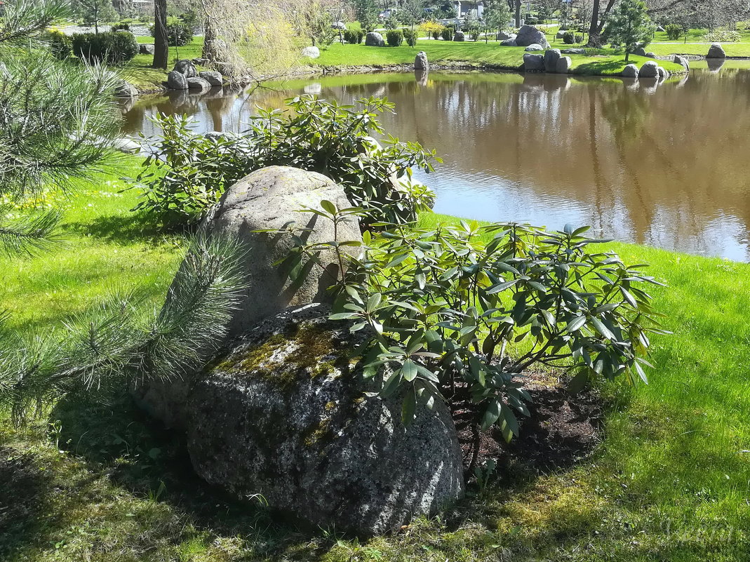Уголок японского сада в таллинском Кадриорге - veera v