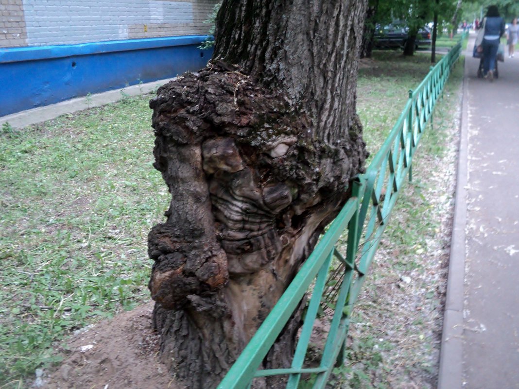 Тайны времён... Интересно, если бы, это дерево могло заговорить, о чём бы, оно поведало людям!? - Ольга Кривых