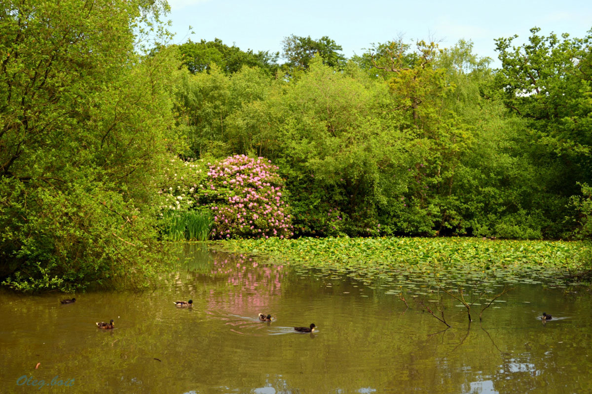 Лесное озеро с цветущими рододендронами - Тамара Бедай 