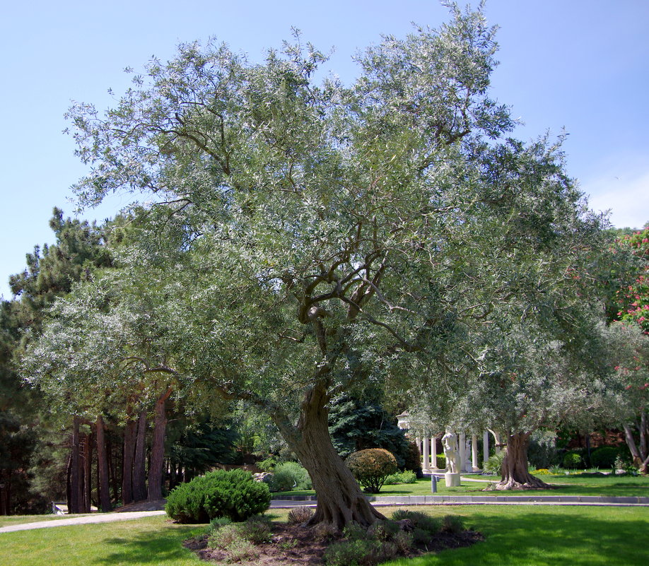 Оливковое дерево в оливковой роще. - Валерий Новиков