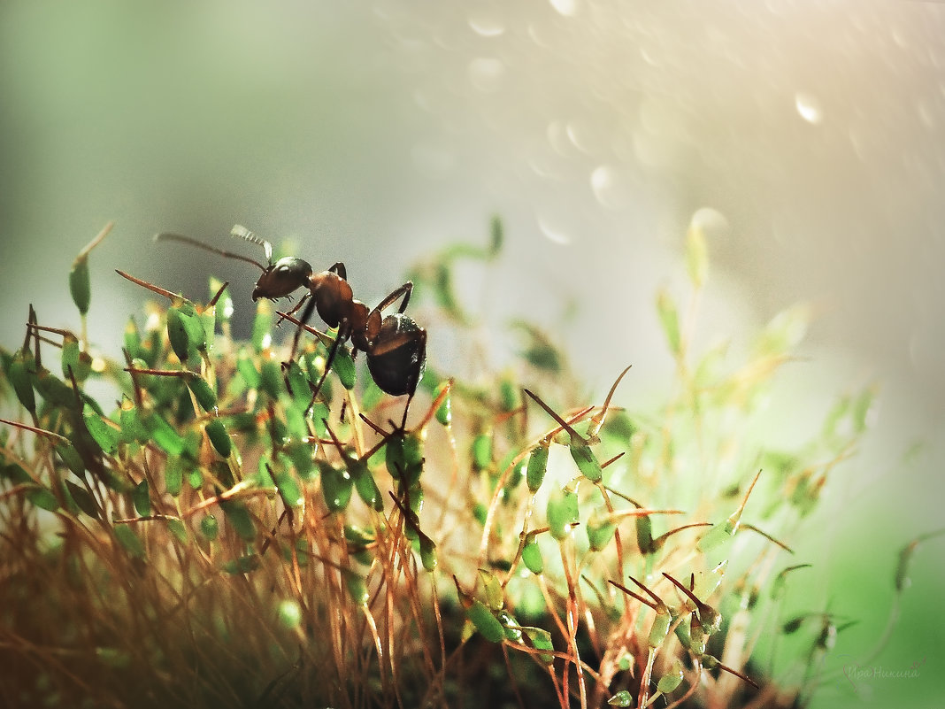 Большая жизнь муравья - Ира Никина