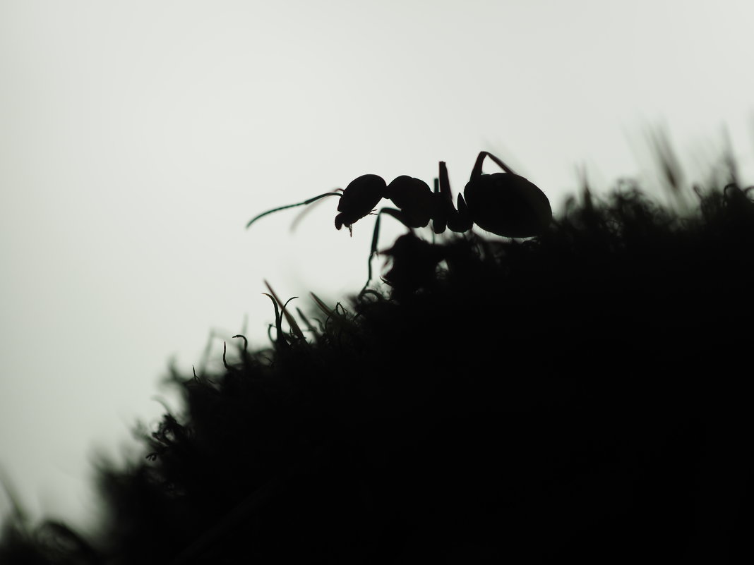 Из жизни насекомых - Оксана Пучкова