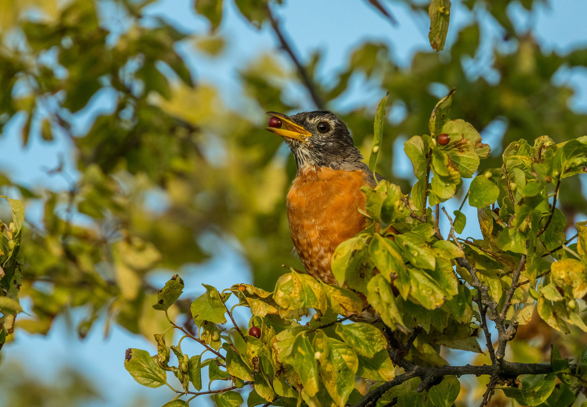 American Robin - Naum 