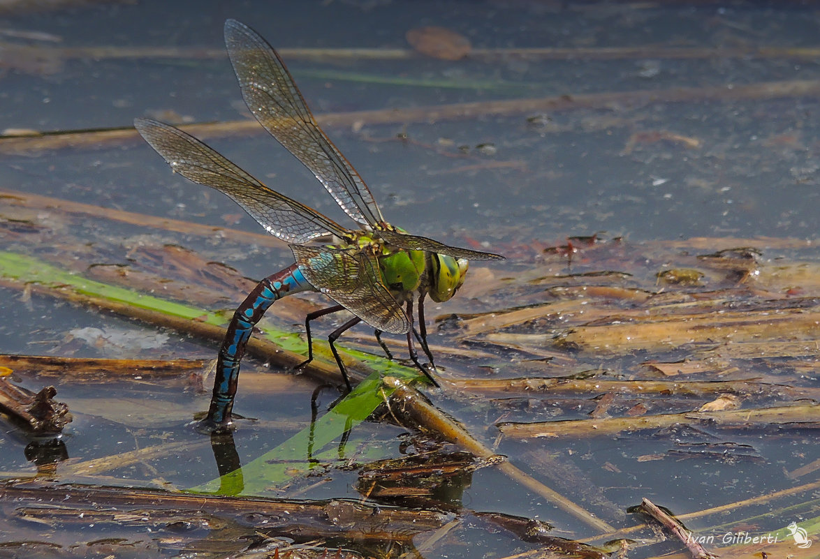 Libellula... - Ivan 