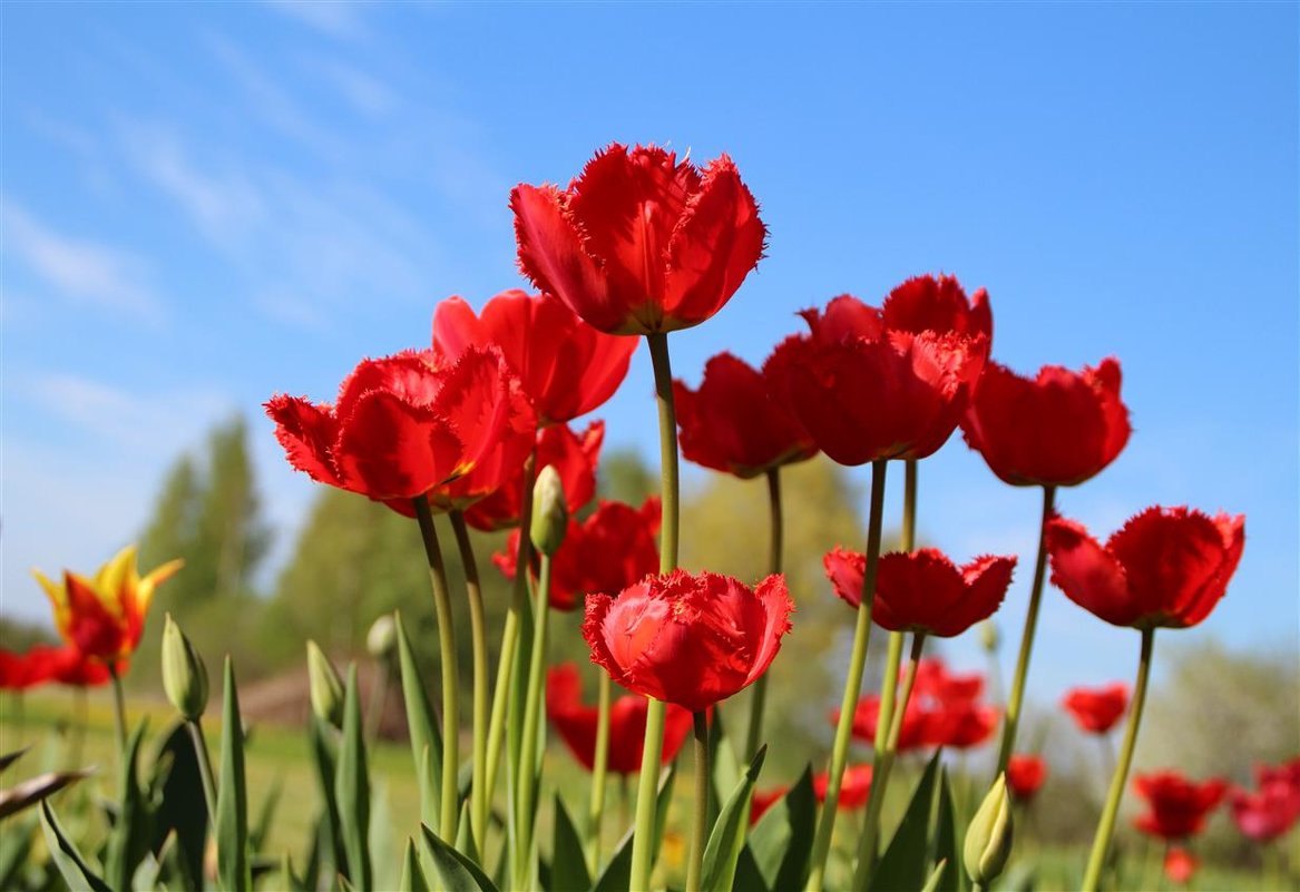 Красные тюльпаны - шёлковые чаши.. - Татьян@ Ивановна
