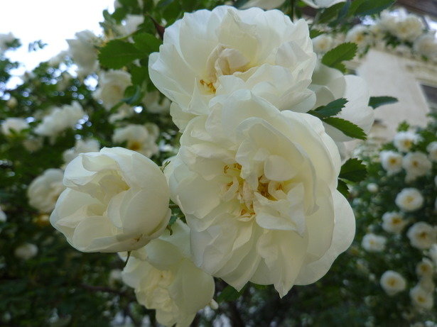 куст белой розы - Ася Зырянова