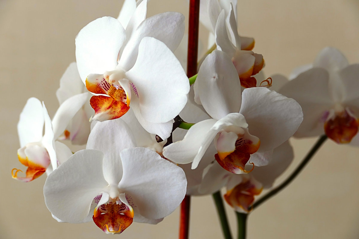 Орхидеи белые. - Иван 