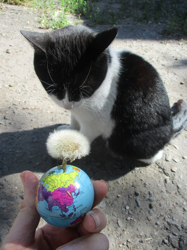 Кошка Шанти медитирует, глядя на планету-одуванчик!!!... - Алекс Аро Аро