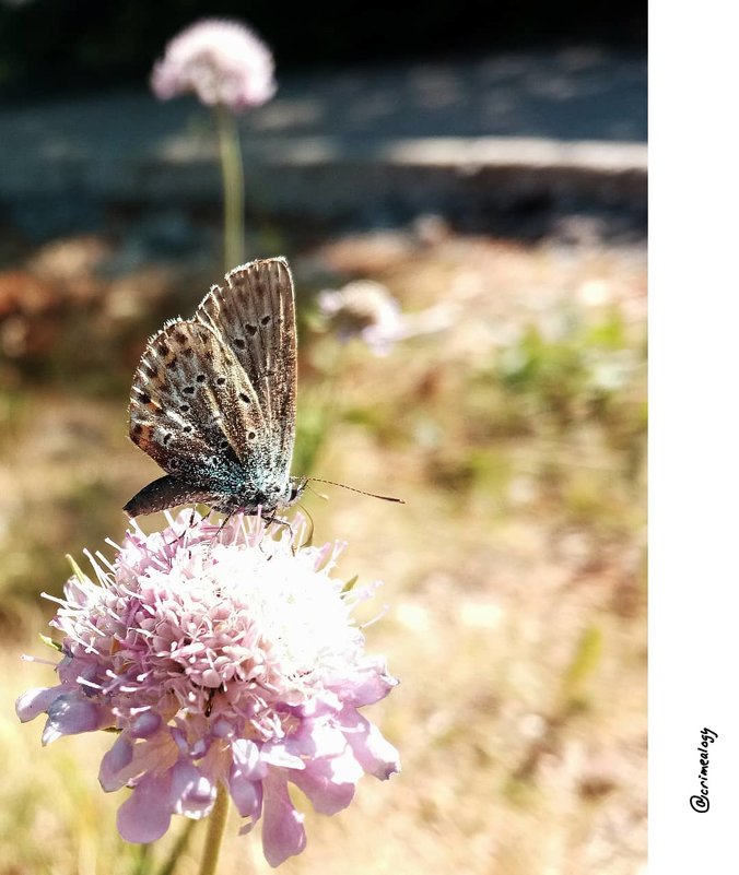 Утренние бабочки крымских гор... Morning butterflies of the Crimean mountains... - Сергей Леонтьев