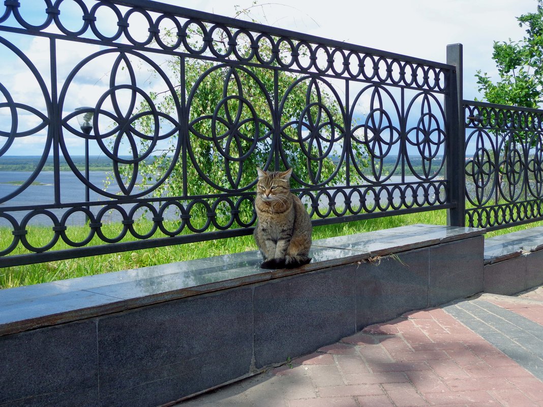 Городские коты. - Наталья Сазонова