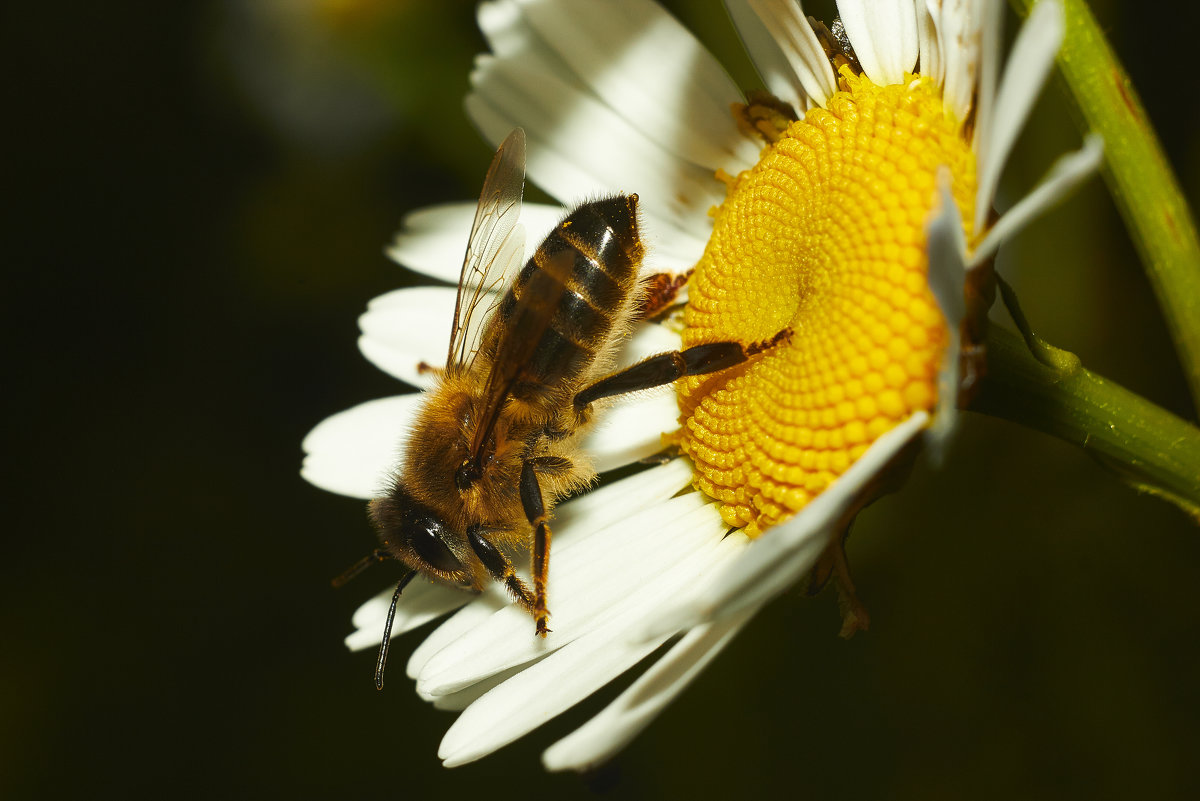 пчелка - Седа Ковтун