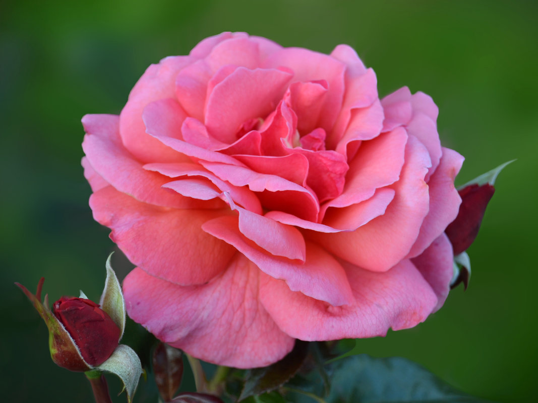 Розовая роза - НАТАЛИ natali-t8