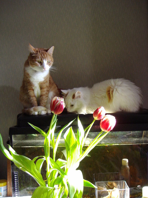 кот и кошка - Владимир 