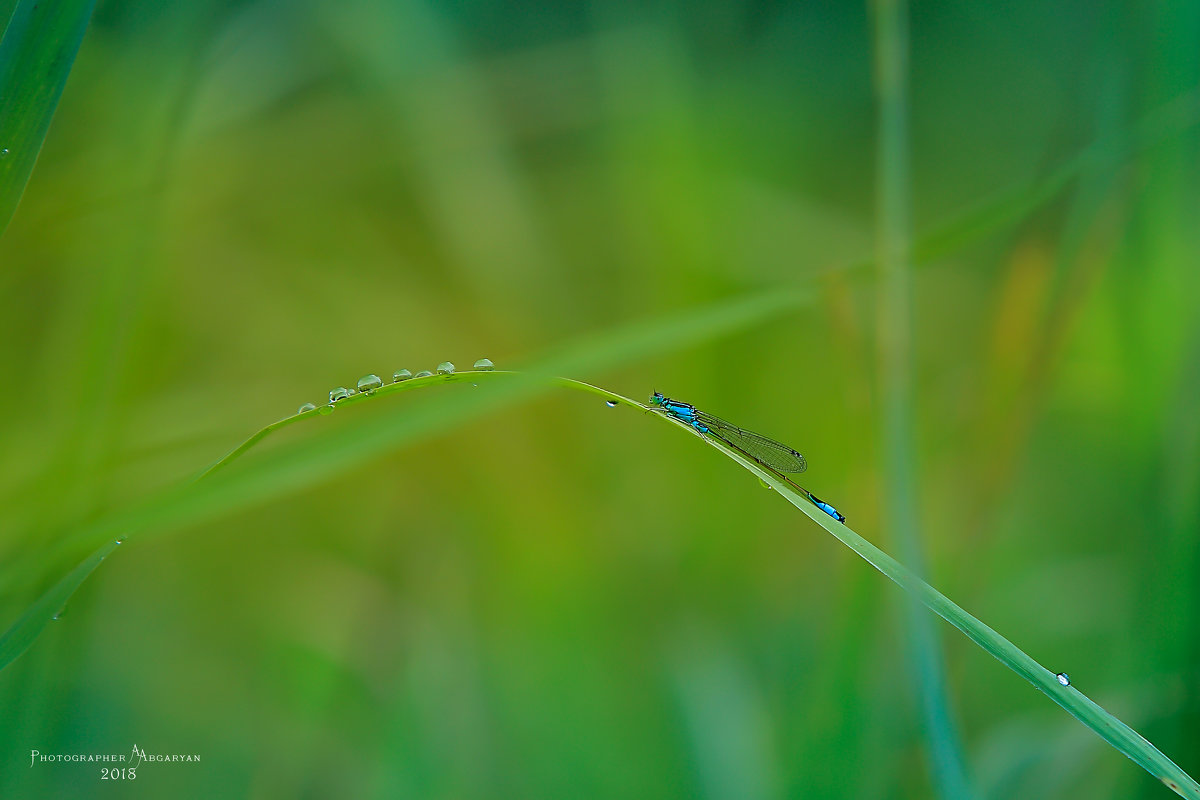 macro photography - Армен Абгарян