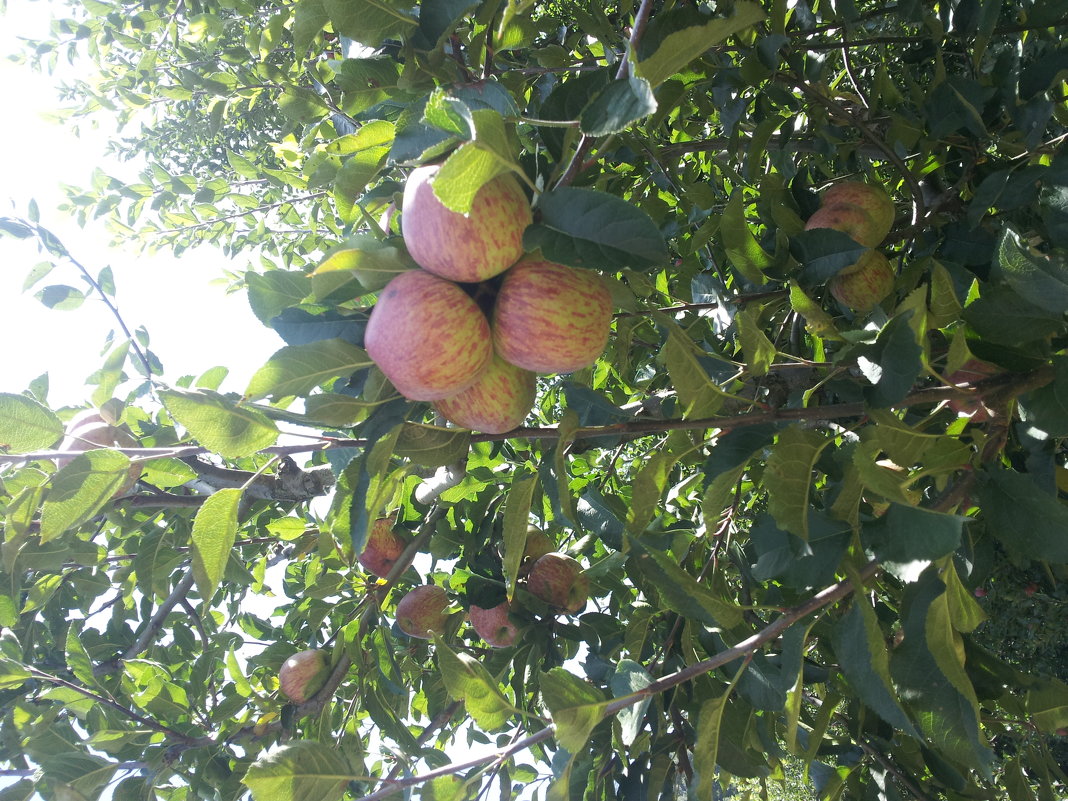 Наггар. Яблочный сад - Evgeni Pa 