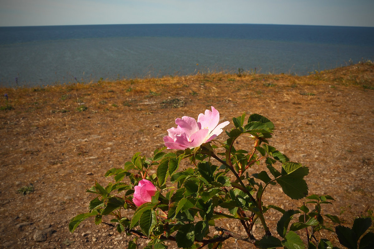 На высоком берегу, у моря, розы нежные по-прежнему стоят. - Михаил Лесин