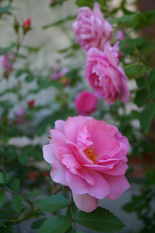 розы. John Davis & Louise Odier  - lenrouz 