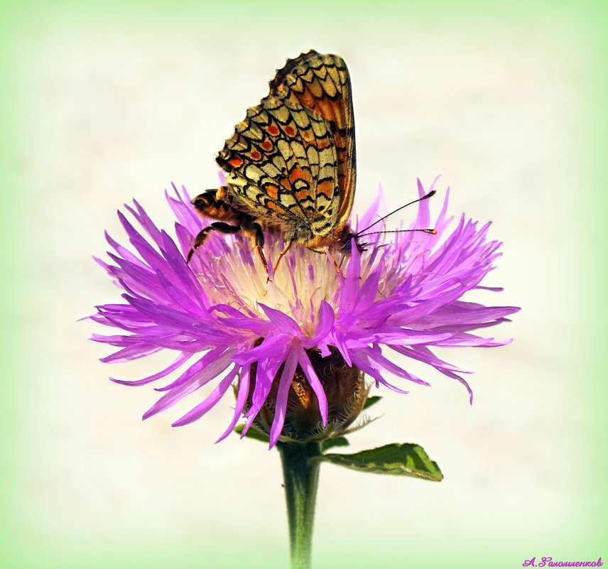 Не гоняйся за бабочками! Ухаживай за своим садом, и они сами к тебе обязательно прилетят.:) - Андрей Заломленков