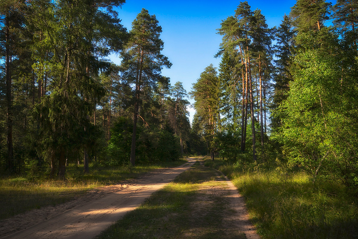 Прогулка по летнему лесу - Алексей (GraAl)