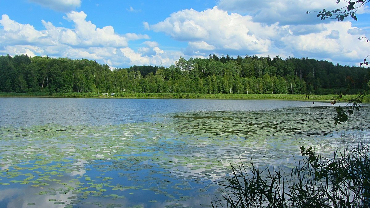 Лесное озеро - Виталий Андрейчук