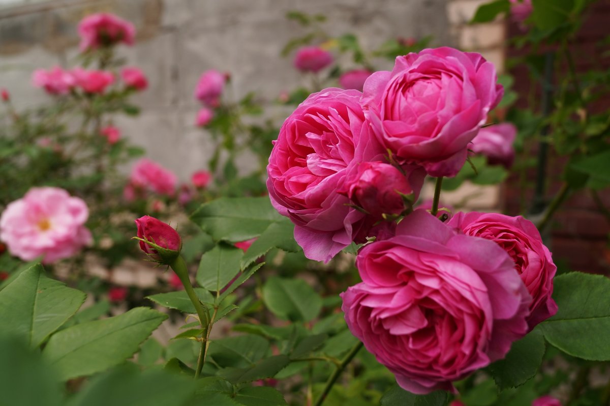 роза Louise Odier - lenrouz 