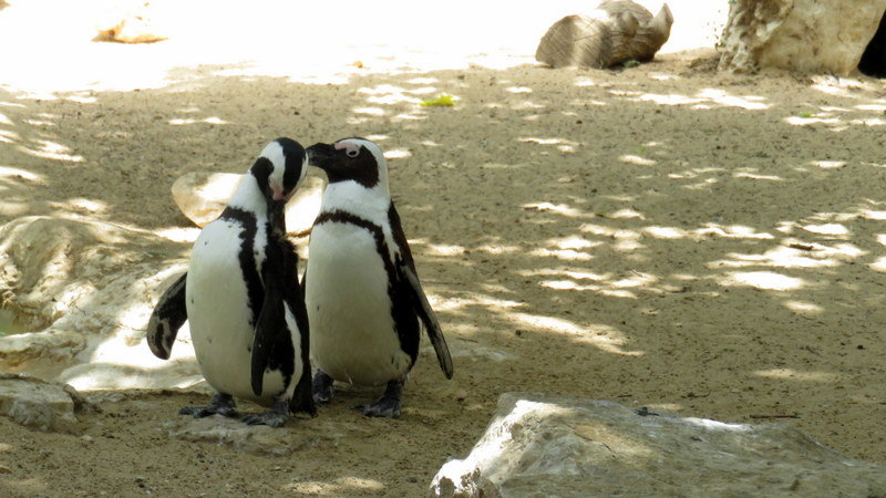 Очковые пингвины - Герович Лилия 