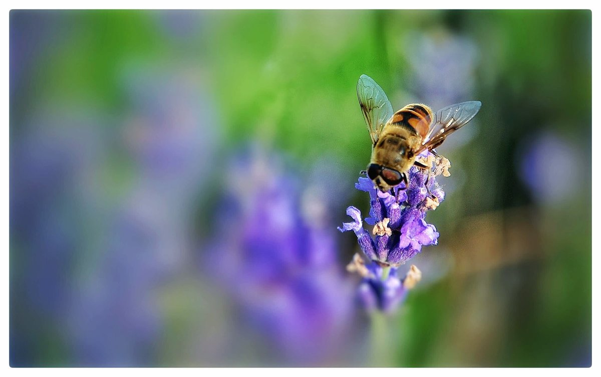 Пчела - Любовь 