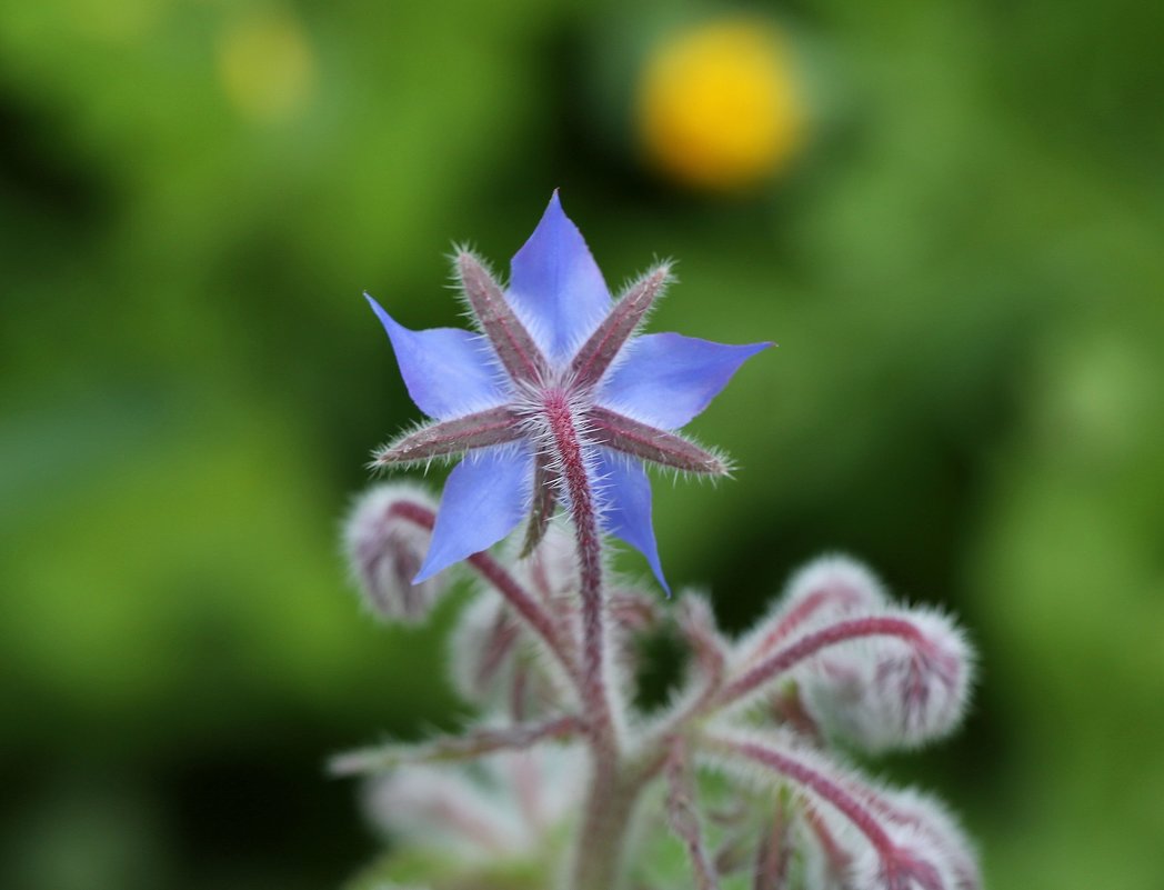 Голубой цветочек - ZNatasha -