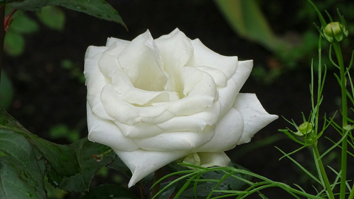 Белая роза - Милешкин Владимир Алексеевич 