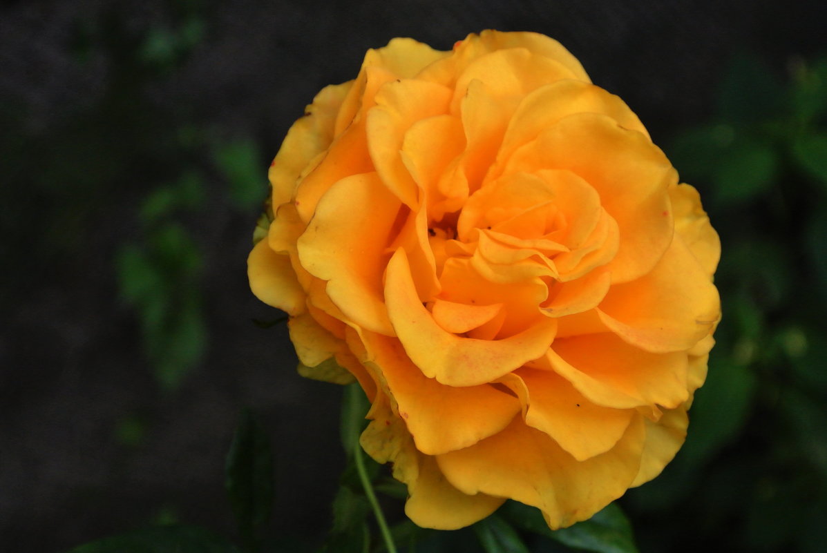 "Эти желтые розы.." ) - Любовь С.