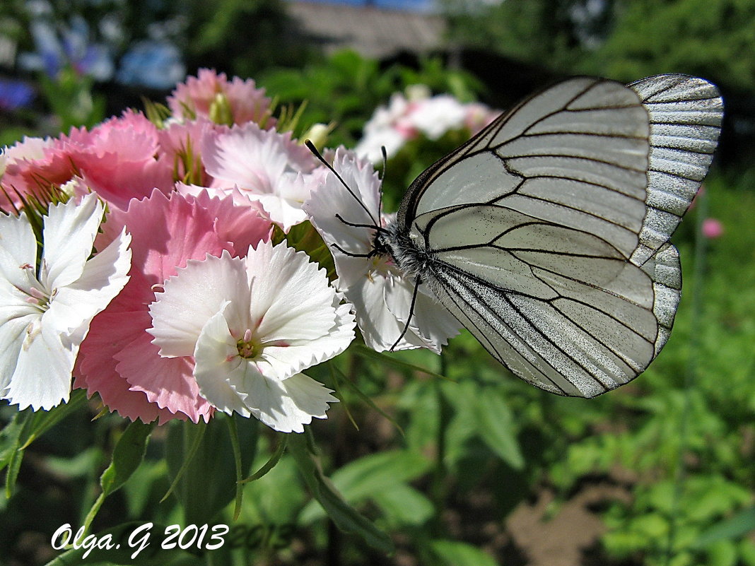 Бабочка белянка на цветке турецкой гвоздики - OLLES 