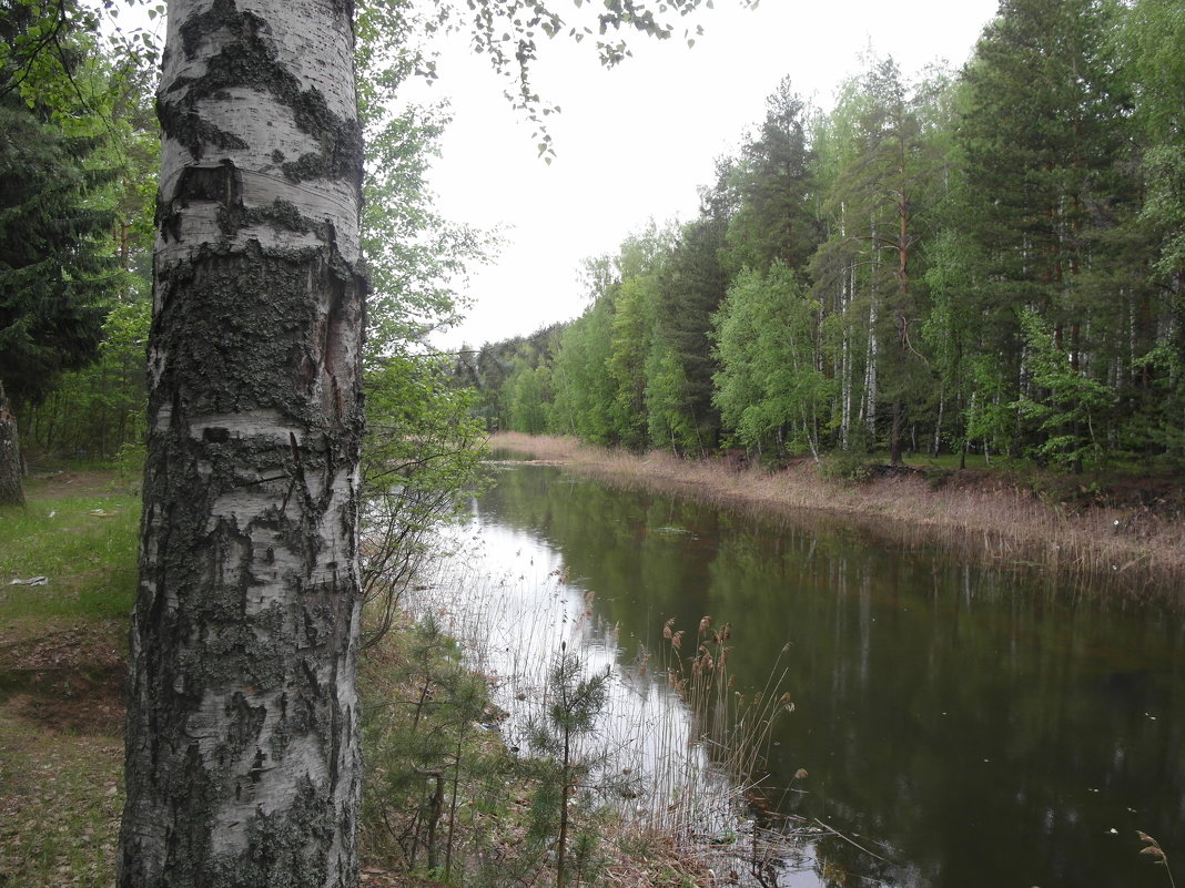 лесной пруд - Владимир 