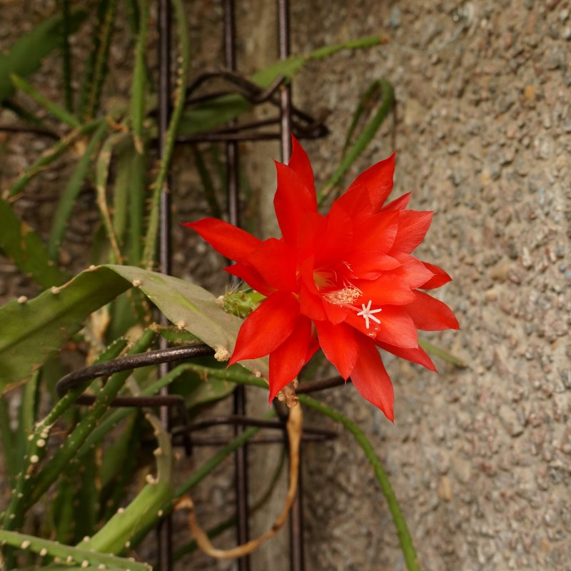 Цветущий кактус - София 