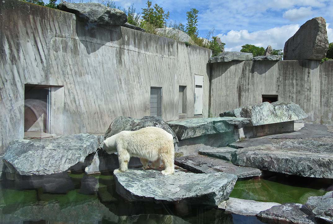 Белый медведь, зоопарк г. Штутгарт Германия - Tamara *