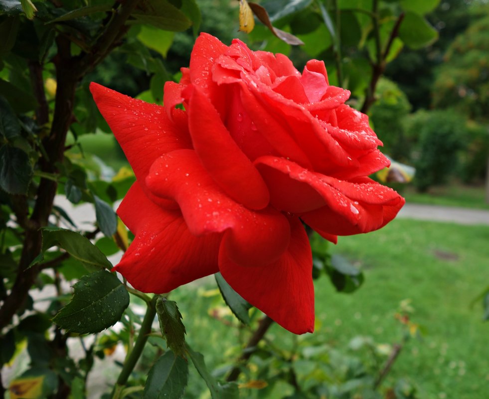 "О, роза красная! Ты – символ страсти..." - Galina Dzubina