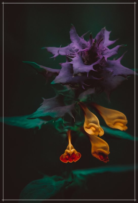 цветок в сумраке - Аркадий Алямовский