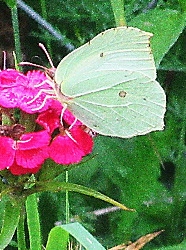 Бабочка на цветке - Лариса 