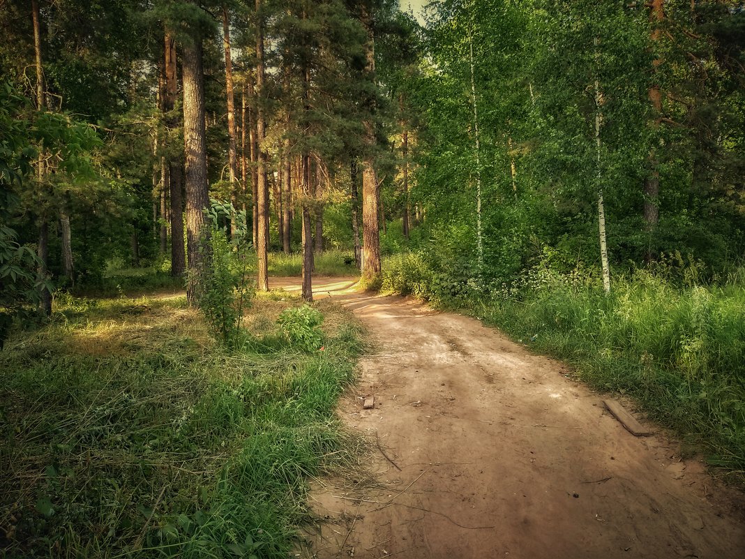 Дорога в лесу - Александр Шишин