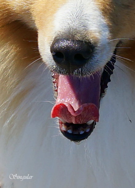 My Sheltie Friday - Tatiana Golubinskaia