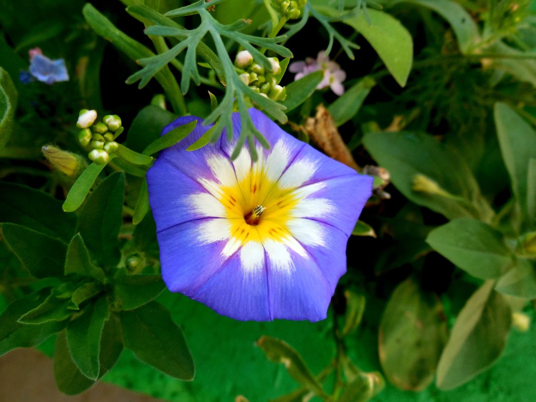 Цветок в цветке - Надежда 