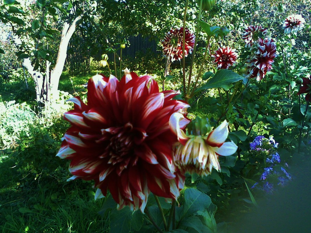 красивые цветы - Владимир 