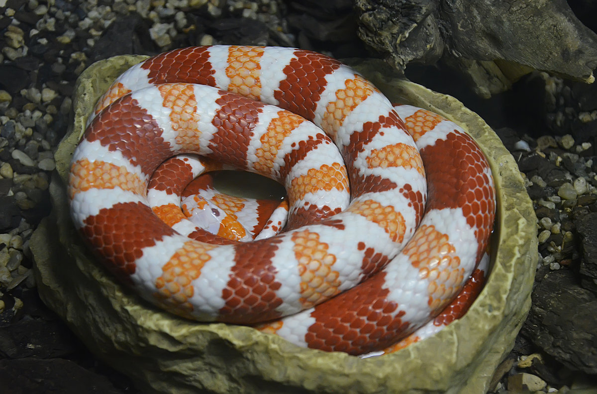 Гондурасская молочная змея... - Наташа *****